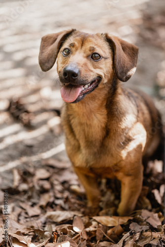 Dachshund beim Freilauf ohne Leine, Wald, Mischling, Junghund