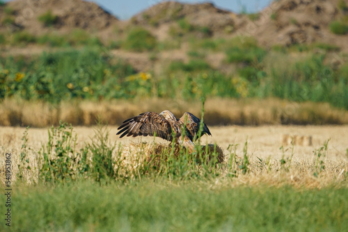 Long-legged Buzzard (Buteo rufinus) landing on dry straw