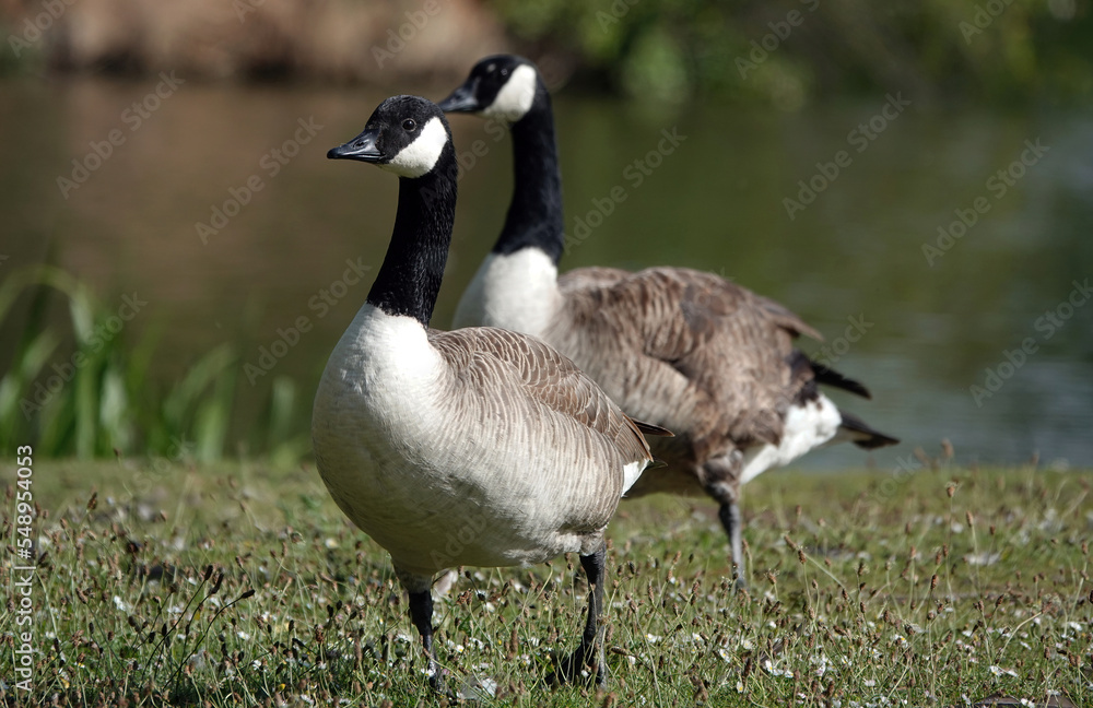 Two Canada geese walking on the grass by a lake. Two Canada geese walking on the grass by a lake.
