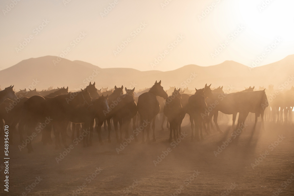 Herd of Wild Horses Running in Dust