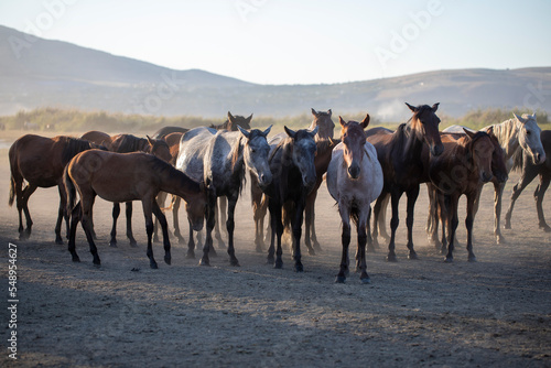 Herd of Wild Horses Running in Dust