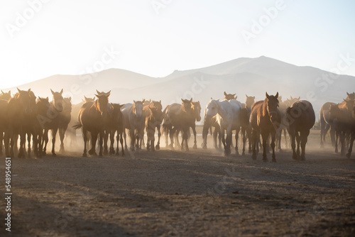 Herd of Wild Horses Running in Dust