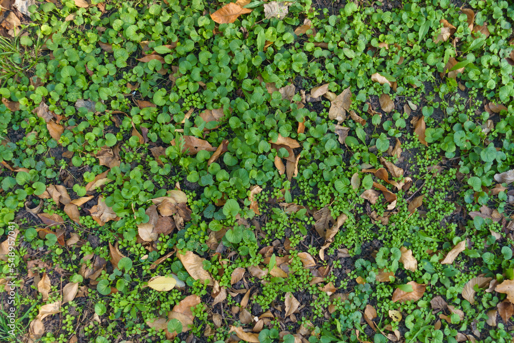 Top view of Glechoma hederacea covered with fallen leaves in October Top view of Glechoma hederacea covered with fallen leaves in October