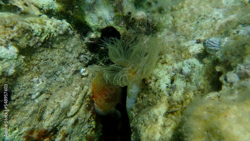 Polychaeta Smooth tubeworm or red-spotted horseshoe (Protula tubularia) undersea, Aegean Sea, Greece, Thasos island