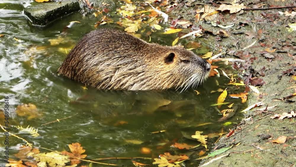 Nutria first climbs to the muddy pond bank and turns back into the water, closeup Nutria first climbs to the muddy pond bank and turns back into the water, closeup