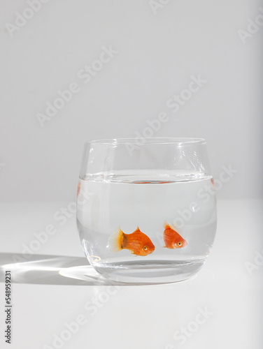 a goldfish in a fish tank