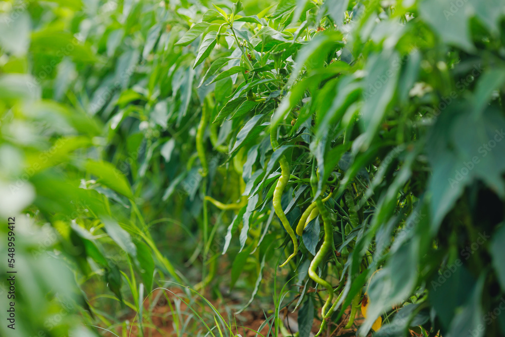 Chili pepper Turkey grows on green branch, plantation of vegetables in greenhouse Chili pepper Turkey grows on green branch, plantation of vegetables in greenhouse
