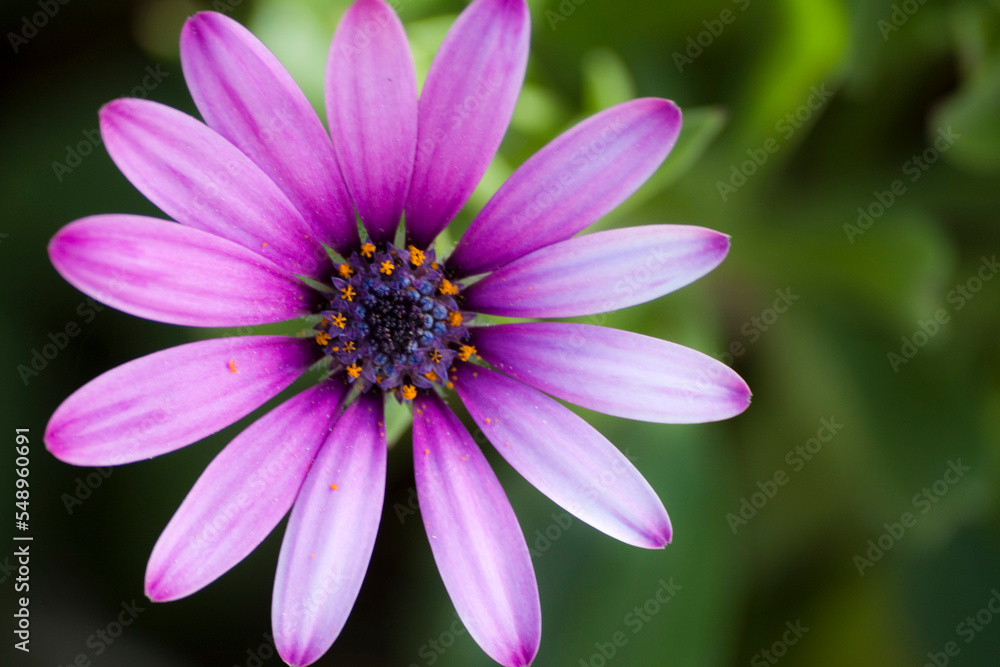 close up of a pink flower