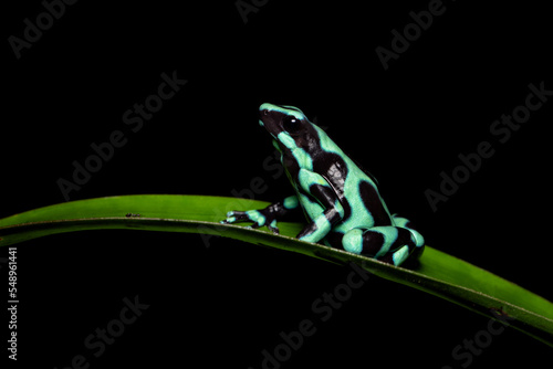 Green-and-black poison dart frog (Dendrobates auratus), also known as the green-and-black poison arrow frog and green poison frog (among others) photo