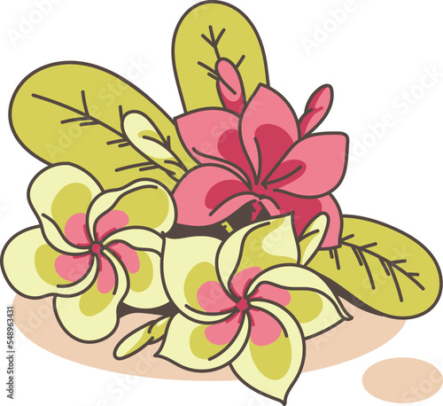 frangipani flower vector