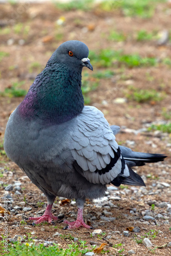 Close up portrait of a pigeon (Columba livia) in a park in Athens, Greece