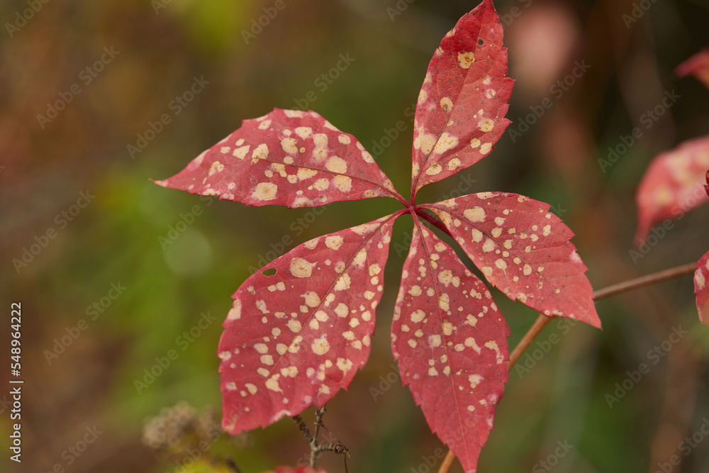autumn leaf in yellow spots in the park autumn leaf in yellow spots in the park