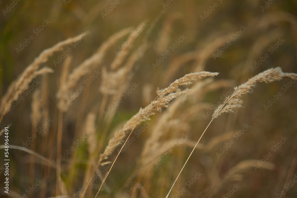 Fototapeta premium spikelet of field grass in autumn at sunset