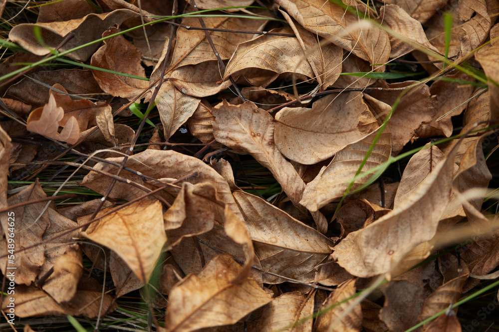 dry autumn leaves of trees on greenery grass in autumn park dry autumn leaves of trees on greenery grass in autumn park