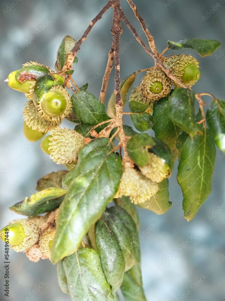 Obraz premium Beautiful cork oak tree with acorns used for the production of cork in the Alentejo region of Portugal