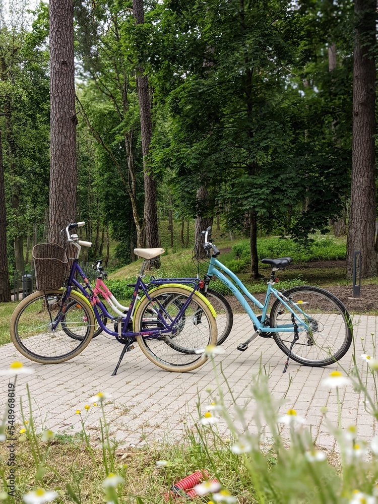 Family bicycles in the patk at summer time