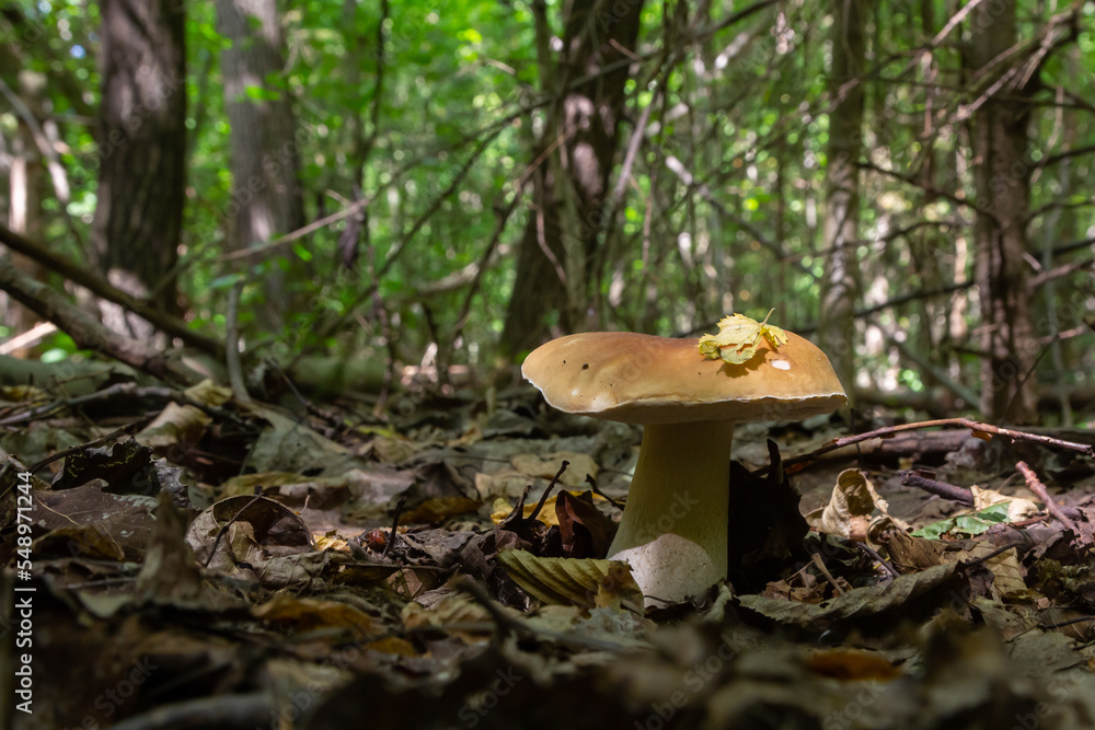 Fototapeta premium Penny bun fungus Boletus edulis growing in the forest