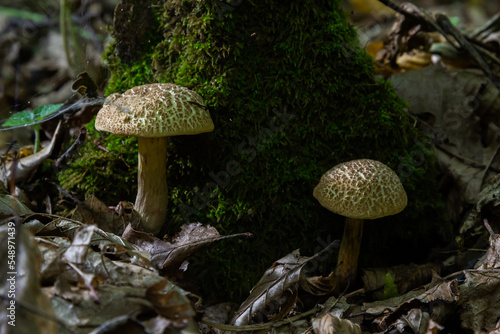 Xerocomellus chrysenteron, known as Boletus chrysenteron or Xerocomus chrysenteron - edible mushroom. Fungus in the natural environment
