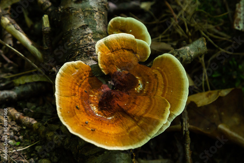 Fotografija Gloeophyllum sepiarium mushroom on the tree into the forest