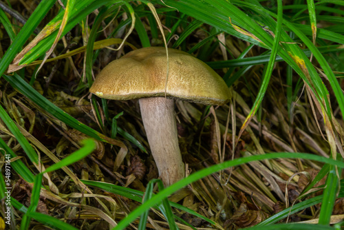 Boletus edulis or cep, edible wild mushroom in a forest