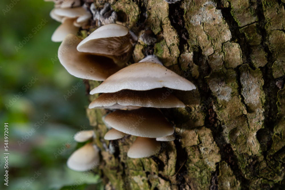 The Pale Oyster Pleurotus pulmonarius is an edible mushroom , stacked macro photo The Pale Oyster Pleurotus pulmonarius is an edible mushroom , stacked macro photo