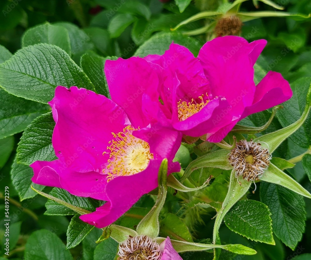 heckenrose heckenrose