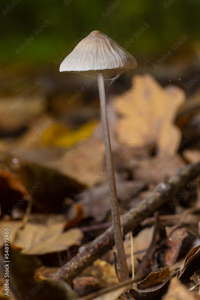 Mushroom White Milking Bonnet Mycena galopus var. candida on a blurred background Mushroom White Milking Bonnet Mycena galopus var. candida on a blurred background