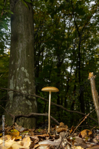 Edible mushroom Hymenopellis radicata or Xerula radicata on a mountain meadow. Known as deep root mushroom or rooting shank. Wild mushroom growing in the grass photo