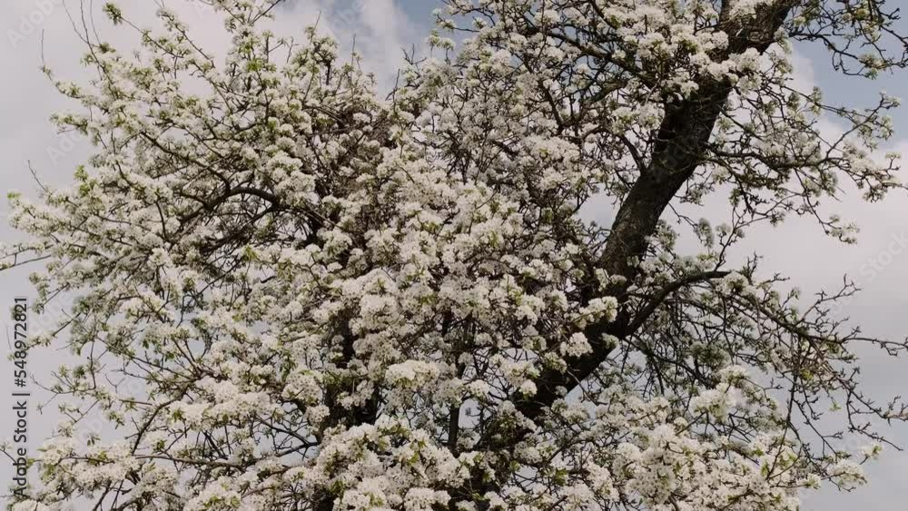 Pear tree spring delicate white flowers bloom in garden close with green leaves and blurred background video Pear tree spring delicate white flowers bloom in garden close with green leaves and blurred background video