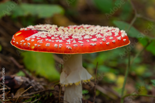 Red Wild Amanita Muscaria Mushroom. A red Amanita Muscaria mushroom growing in the wild