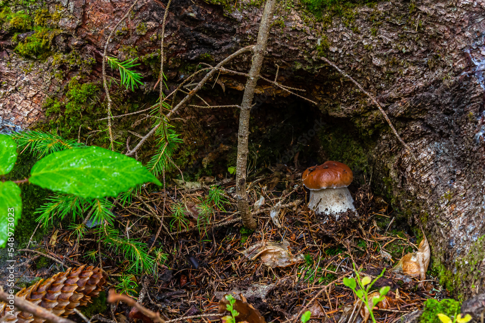 Penny bun fungus Boletus edulis growing in the forest Penny bun fungus Boletus edulis growing in the forest