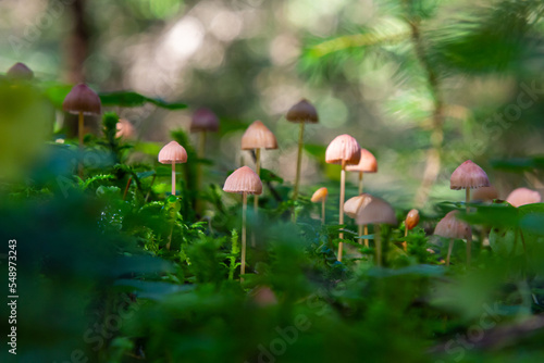 Inedible mushroom Mycena rosella in the spruce forest. Known as pink bonnet. Wild mushrooms growing in the moss