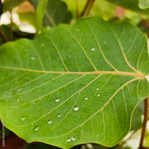 Green leaf with drops