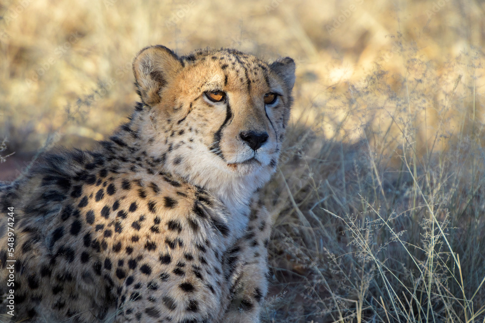 Cheetah (Acinonyx jubatus) portrait, Etosha National Park, Namibia. Cheetah (Acinonyx jubatus) portrait, Etosha National Park, Namibia.