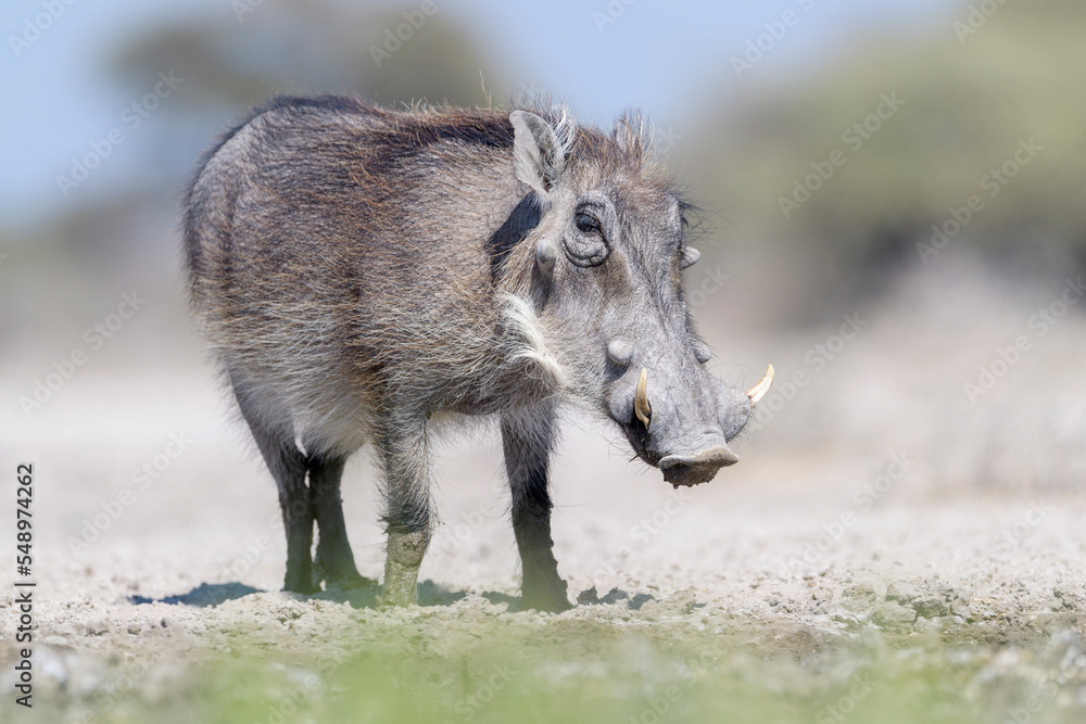 Warthog (Phacochoerus africanus) standing at waterhole, Etosha National Park, Namibia. Warthog (Phacochoerus africanus) standing at waterhole, Etosha National Park, Namibia.