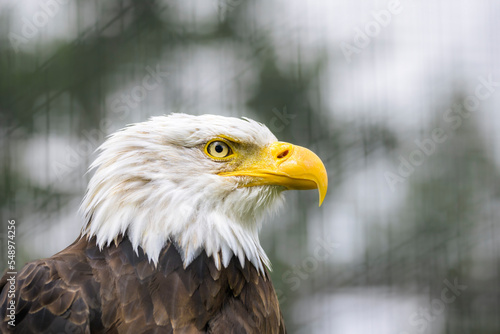 Bald Eagle  Haliaeetus leucocephalus  adult portrait in close up against sky