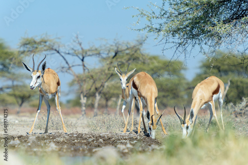Springbok (Antidorcas marsupialis) drinking at waterhole, Etosha National Park, Namibia.