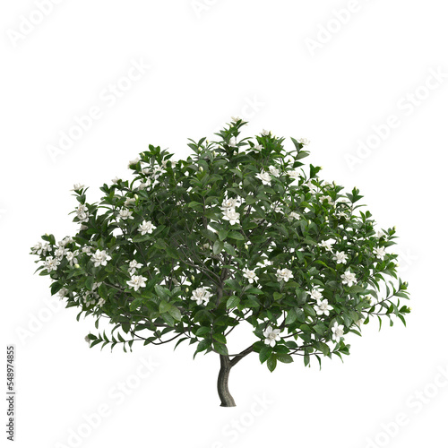3d illustration of rhododendron pulchrum isolated on transparent background