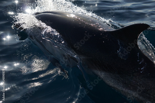 Primo piano di un delfino che esce dall'acqua del mare e i cui schizzi riflettono i raggi del sole photo