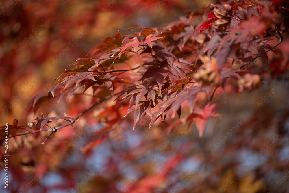 It is a picture of maple leaves in Autumn in South Korea It is a picture of maple leaves in Autumn in South Korea