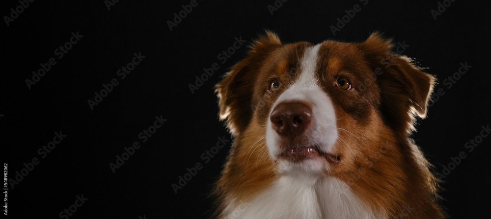 Aussie red tricolor. Empty copy space for text or advertising. Horizontal web banner. Studio portrait of brown Australian Shepherd. Thoroughbred dog on dark background head close up with serious face.