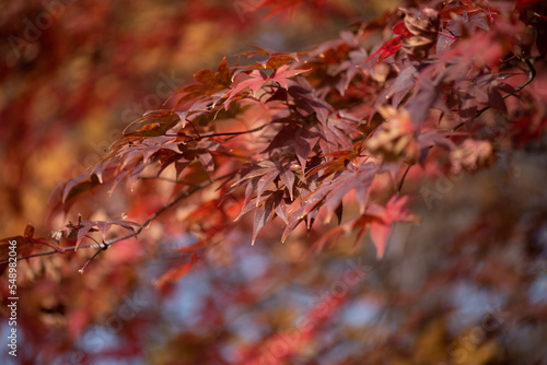 It is a picture of maple leaves in Autumn in South Korea