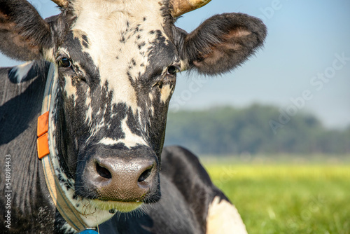 Cow face close up, calm and relaxed head looking at the camera, a black and white cow with yellow ear tag