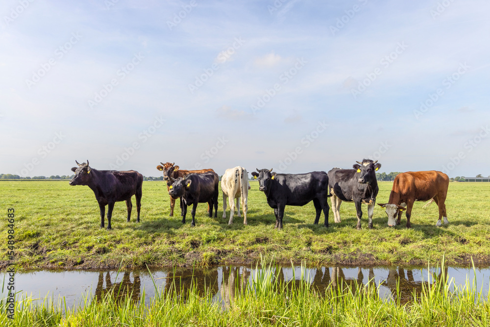 Cows at the bank of a creek, a group standing in a landscape of flat land and water a horizon and blue sky
