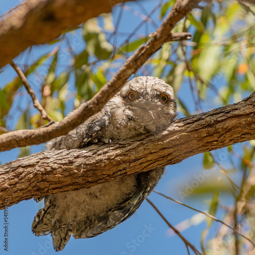 Young Tawny Frogmouh photo