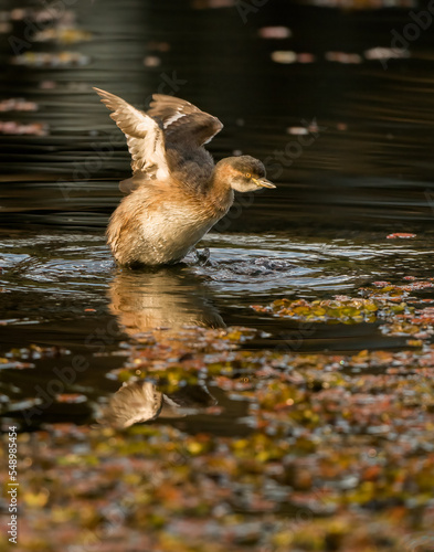 Australasian Grebe photo