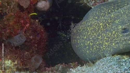 A yellow marginal moray eel sits in a hole while a cleaner shrimp cleans its body. 
Cave cleaner shrimp (Urocaridella pulchella)
Indo-West Pacific, 2,4 cm.
ID: white line on rostrum. photo