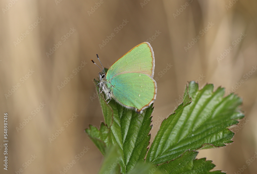 Grüner Zipfelfalter - Green hairstreak Grüner Zipfelfalter - Green hairstreak