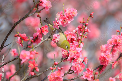 梅の花とメジロ