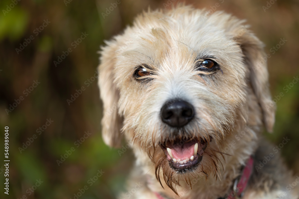 portrait of the face of a senior beagle bitch with buzzard mix. smiling. kindness and obedience. family. sunny day lighting up her face.